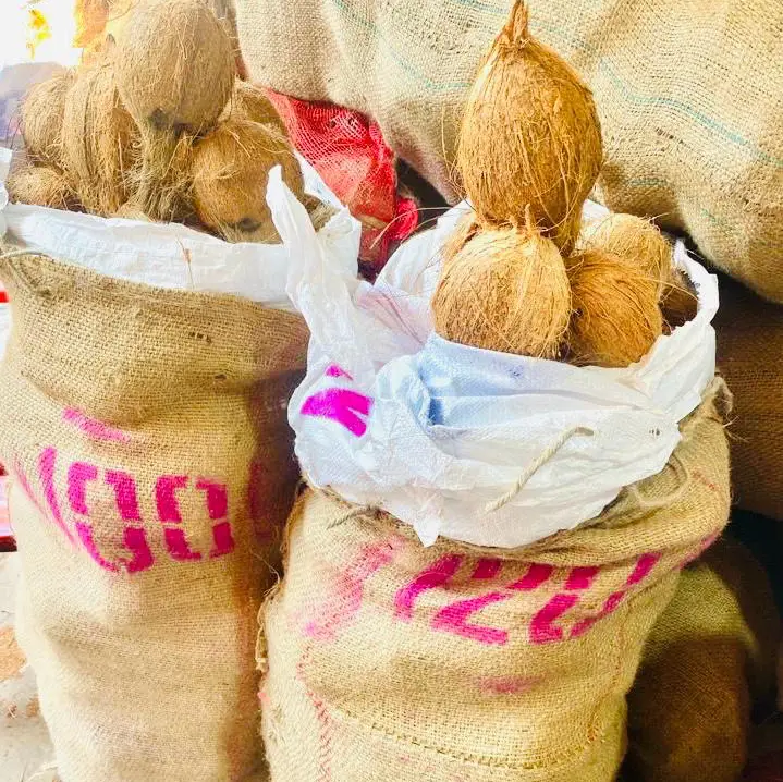 Semi Husked Coconut 120 Count A Grade Organic Coconut