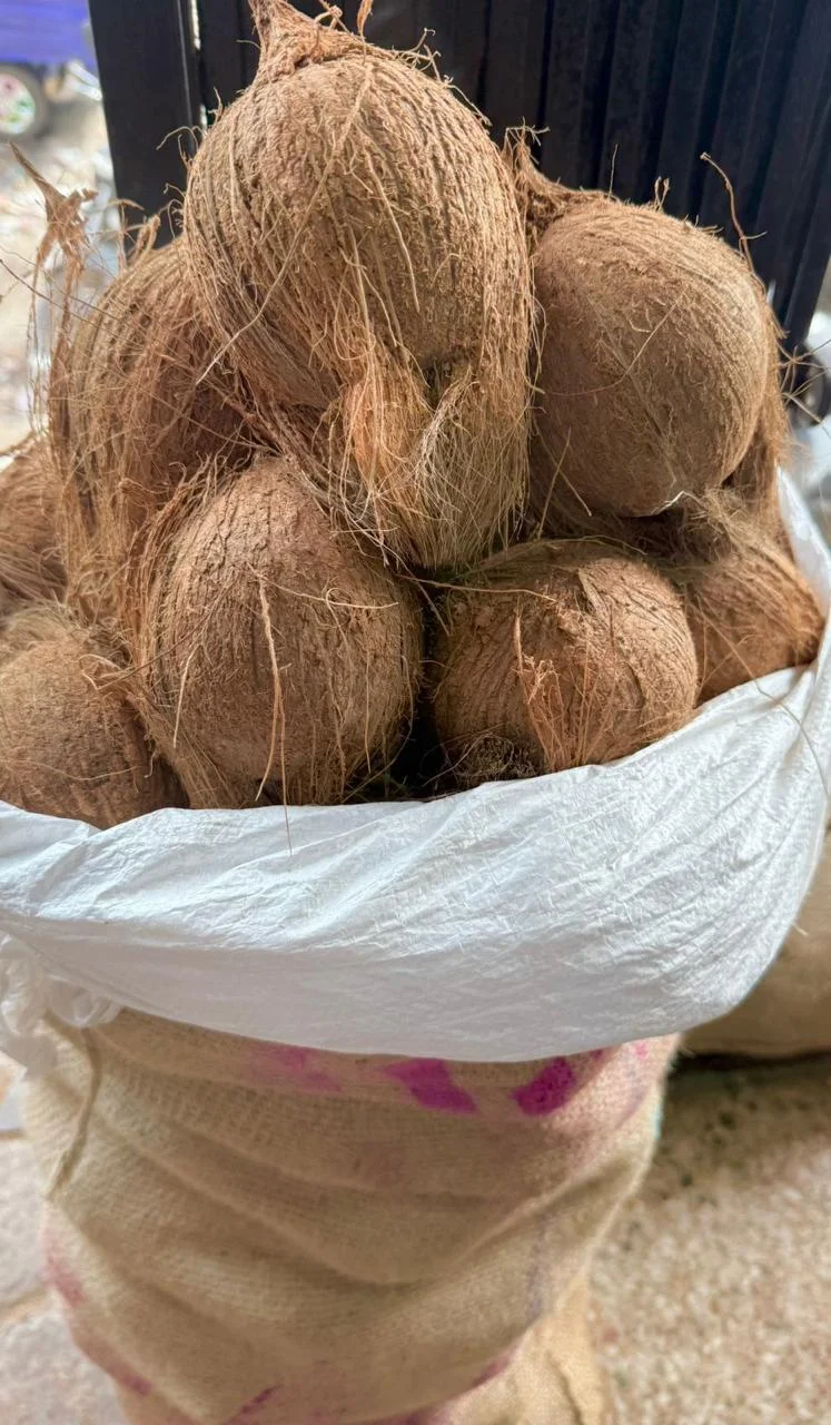 Semi Husked Coconut 175 Count A Grade Organic Coconut